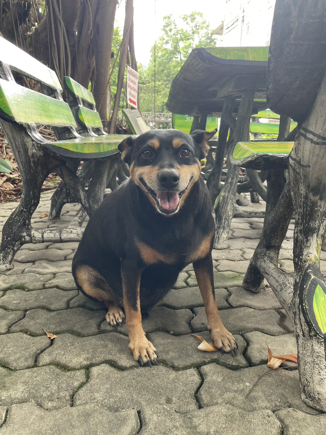 dog