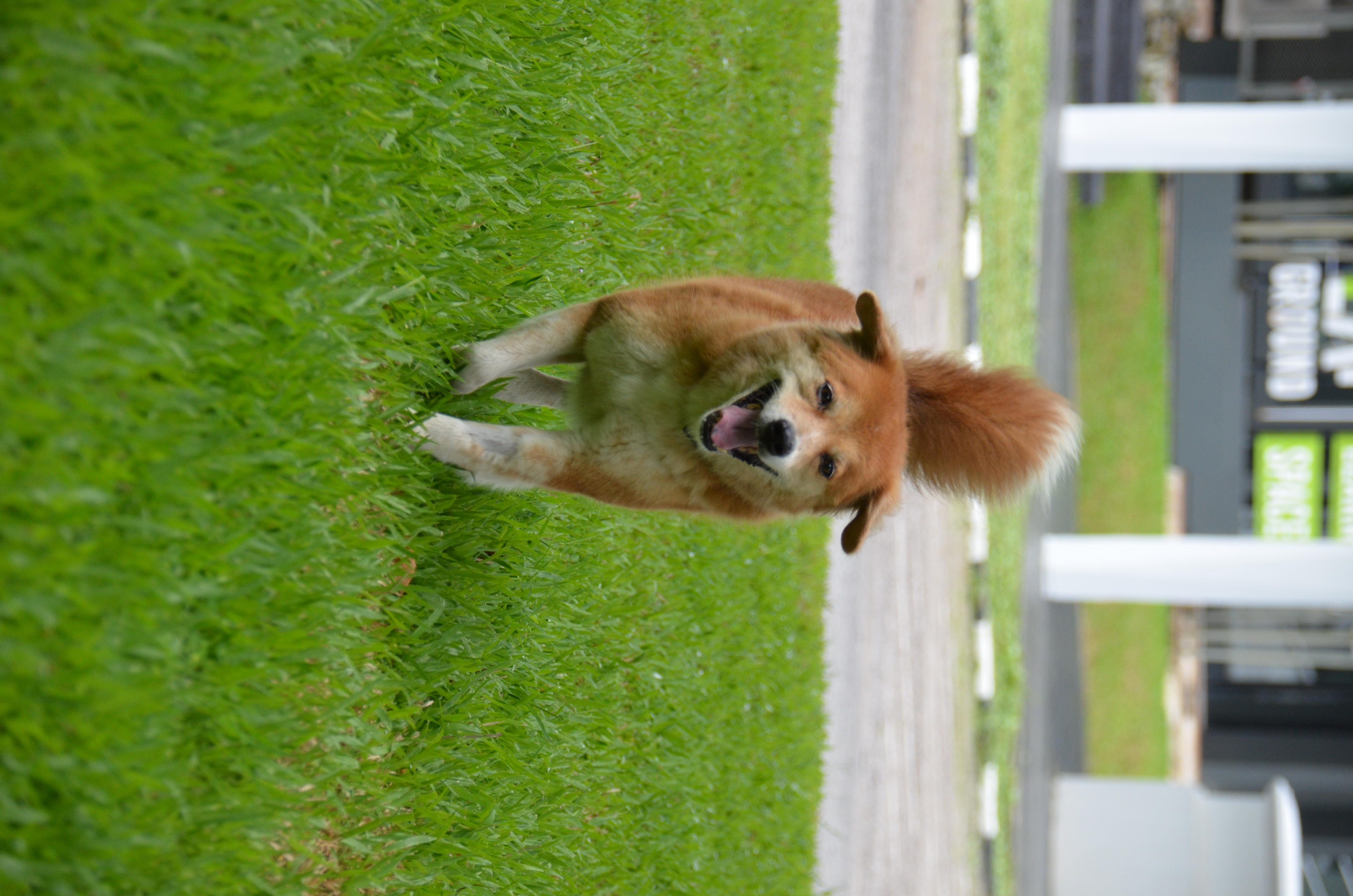 dog