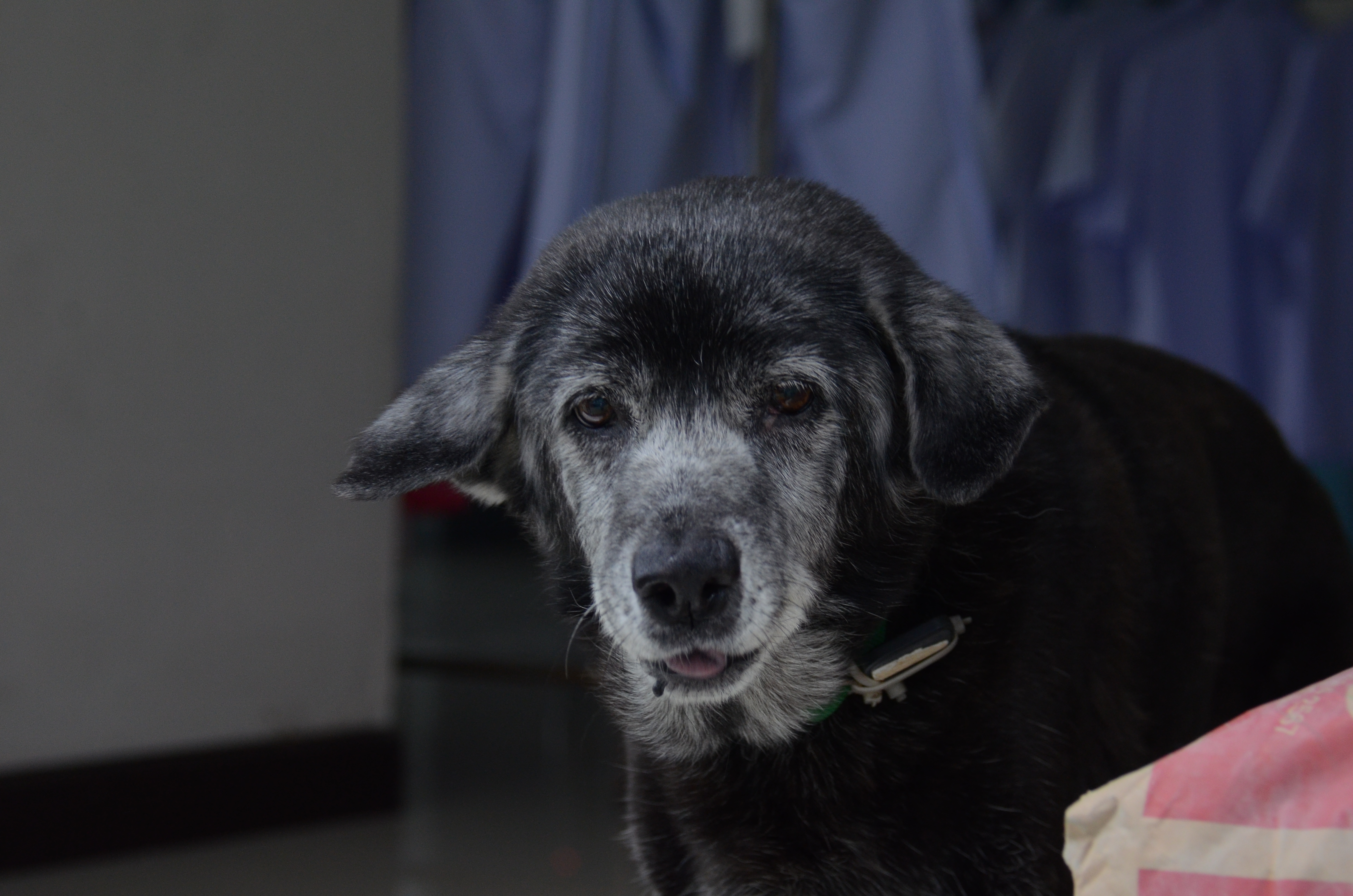 dog