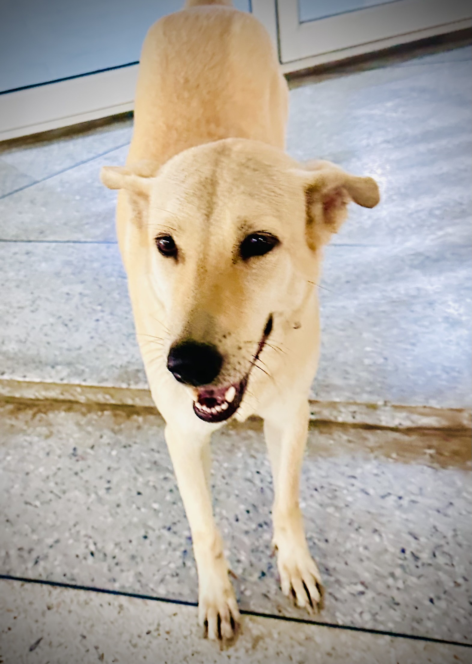 dog