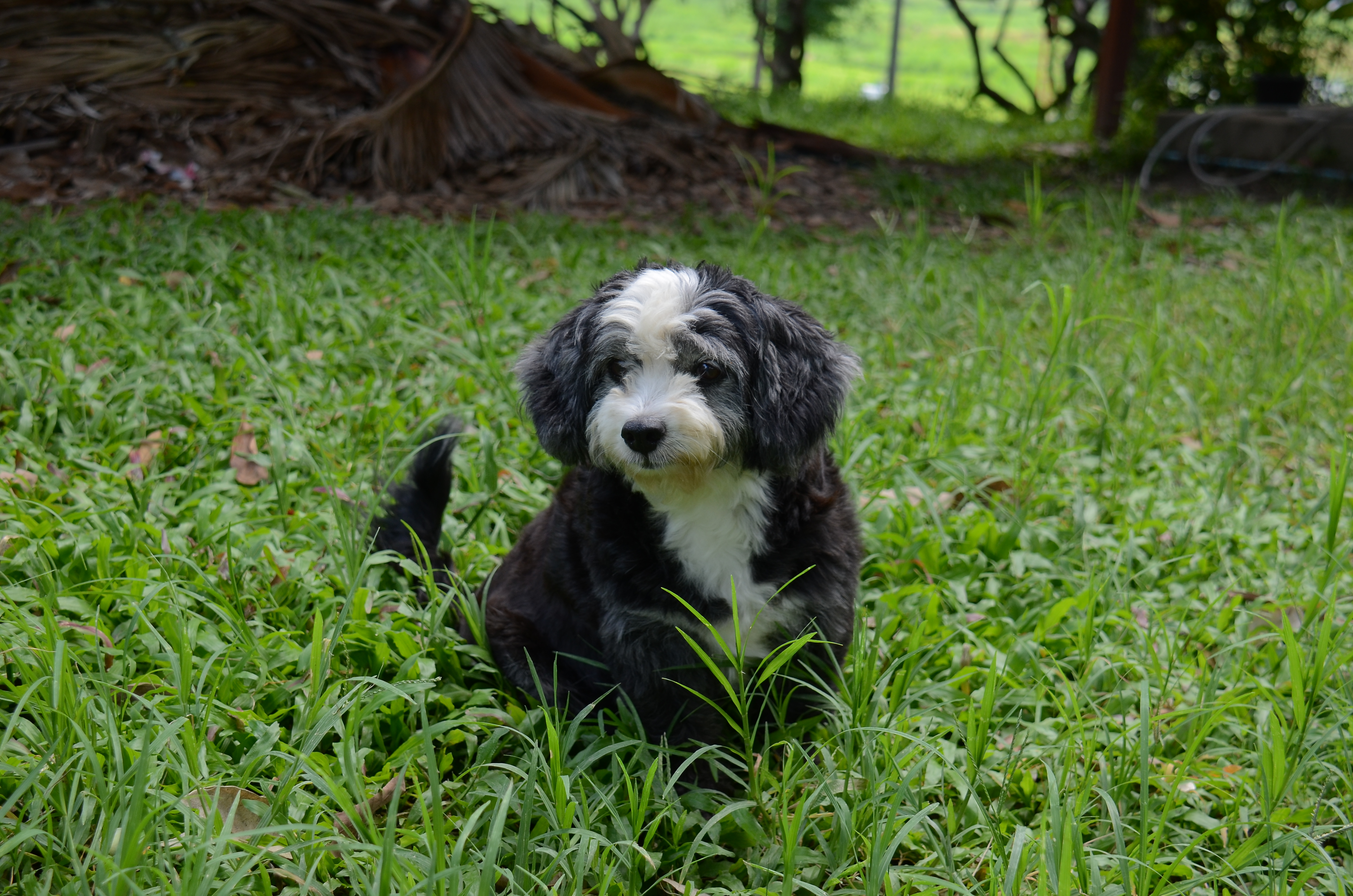 dog