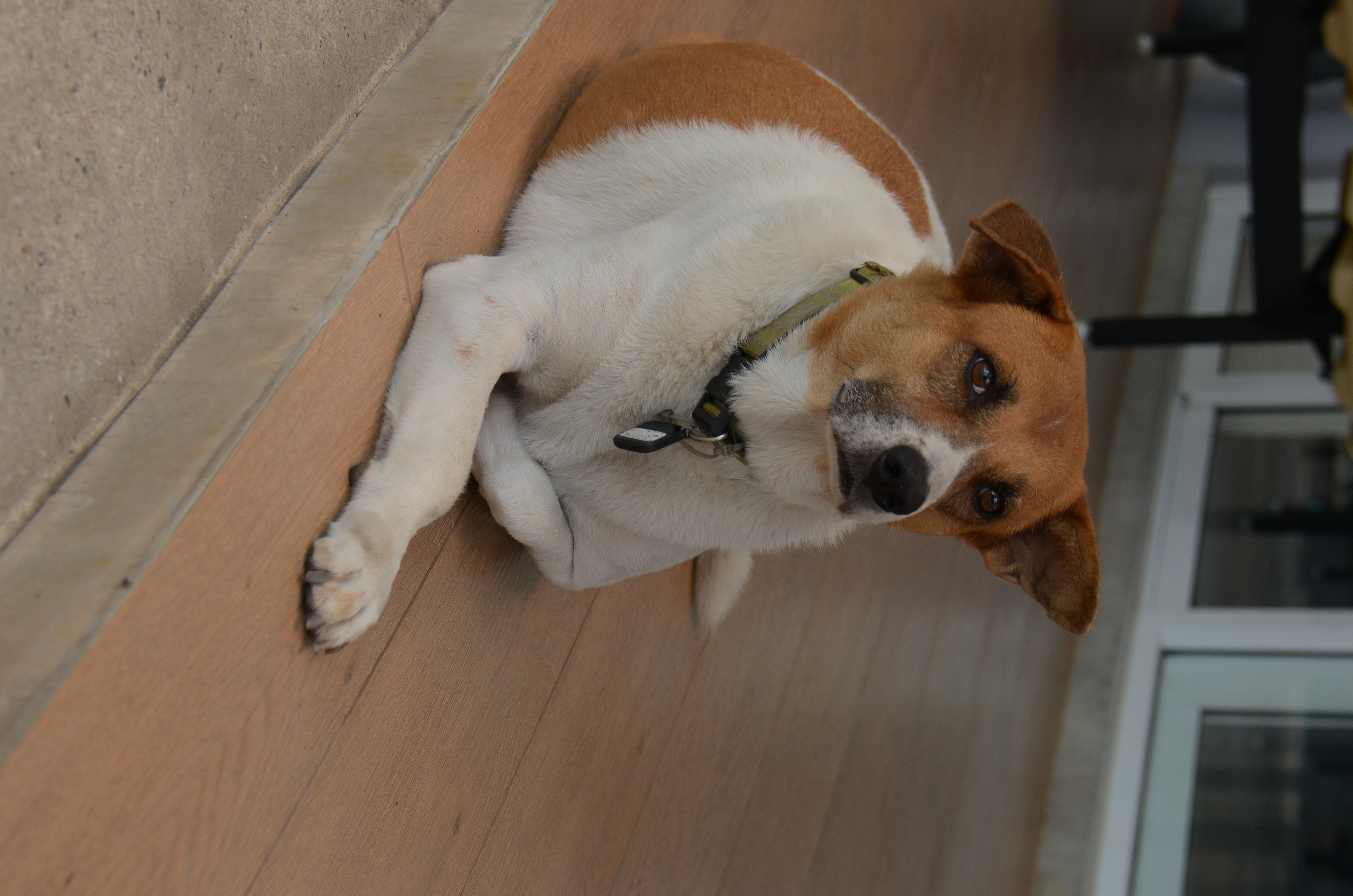 dog