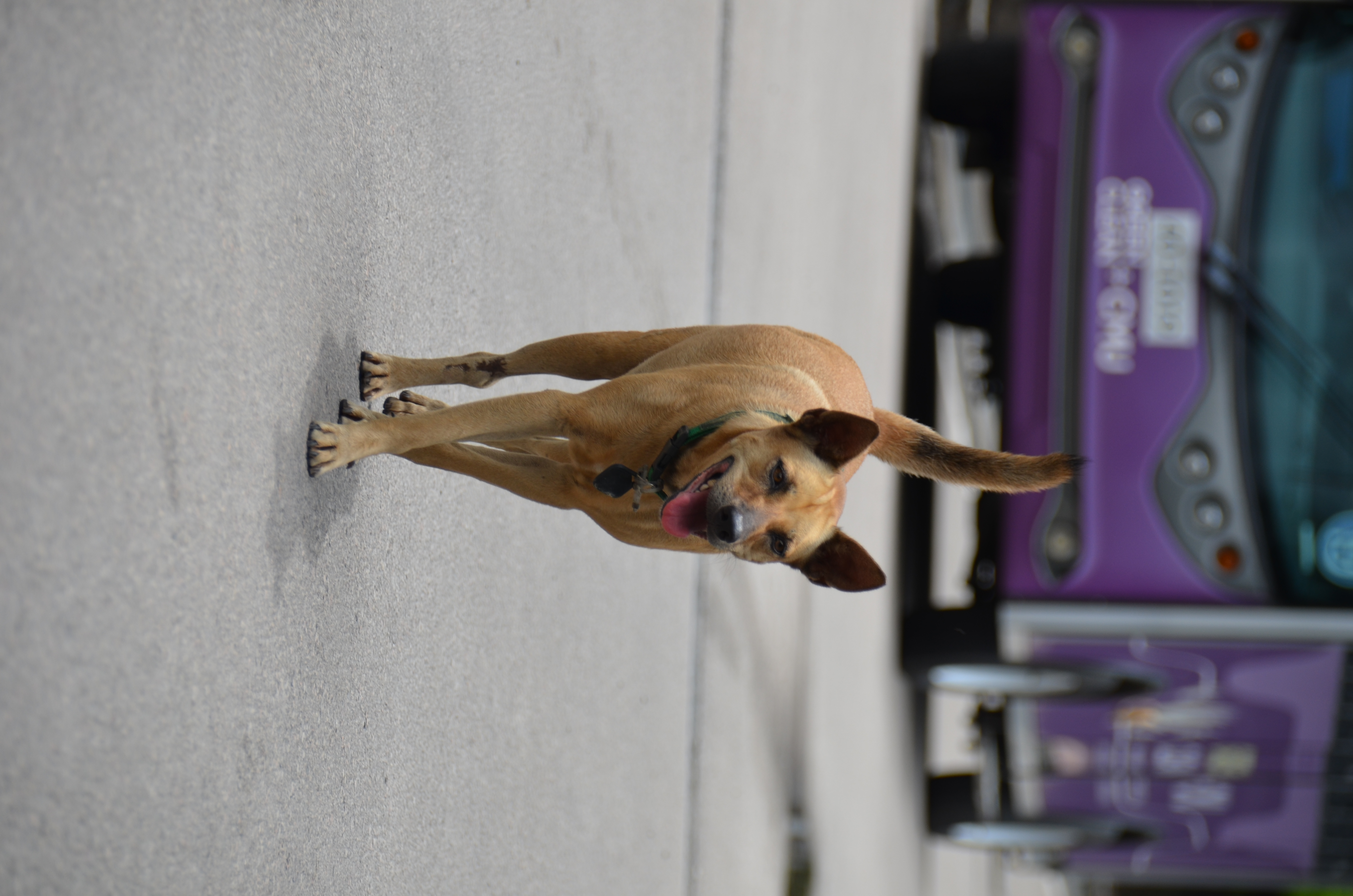 dog
