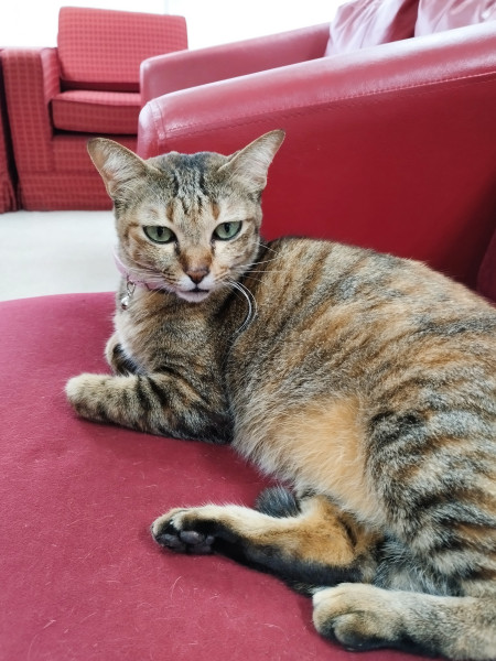 โมโม่