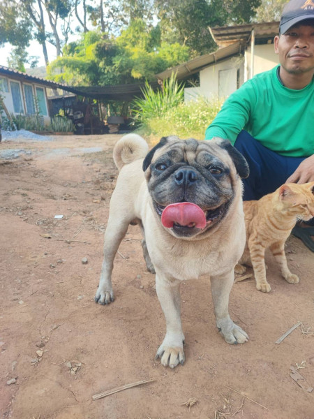 โม่