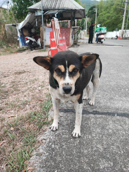 แพนด้า